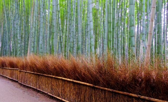 Traditional Koshibagaki fence at Nonomiya Shrine in Kyoto
