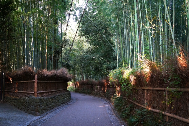 Bamboo grove surrounding Nonomiya Shrine in Arashiyama, Kyoto