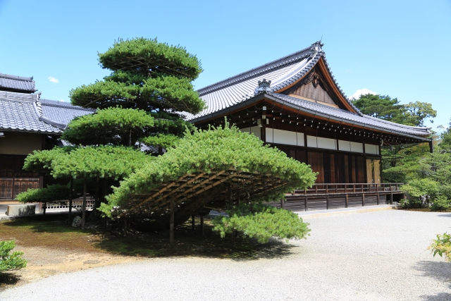 Rikushū-no-Matsu pine tree shaped like a ship at Kinkaku-ji