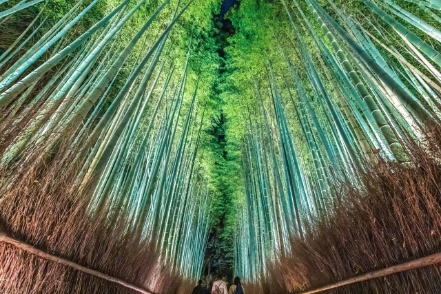 Tall bamboo trees rising in the Arashiyama Bamboo Grove in Kyoto