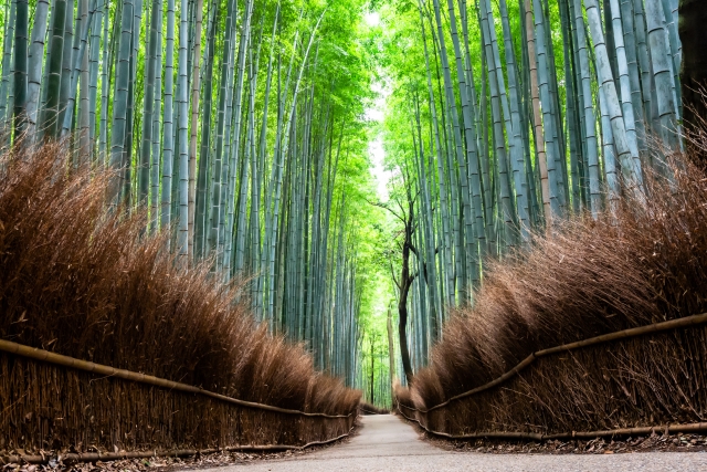Arashiyama Bamboo Grove path in Kyoto with tall bamboo trees