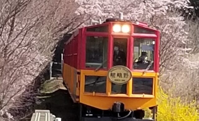 Sagano Romantic Train surrounded by cherry blossoms in spring