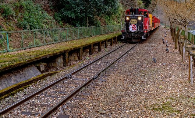 Sagano Romantic Train traveling along its scenic railway route