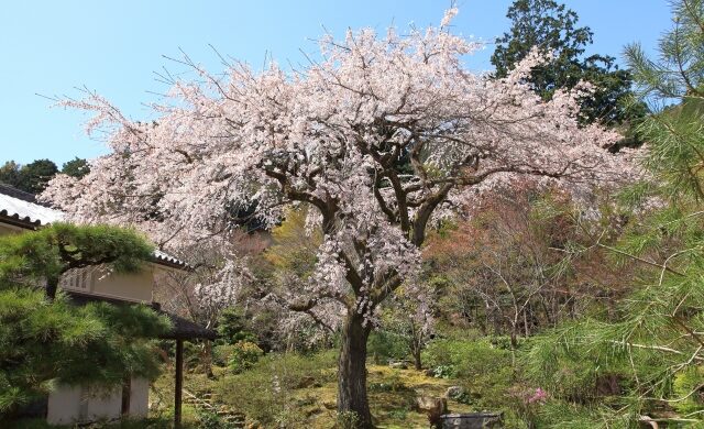 Weeping cherry tree at Jojakko-ji Temple in spring