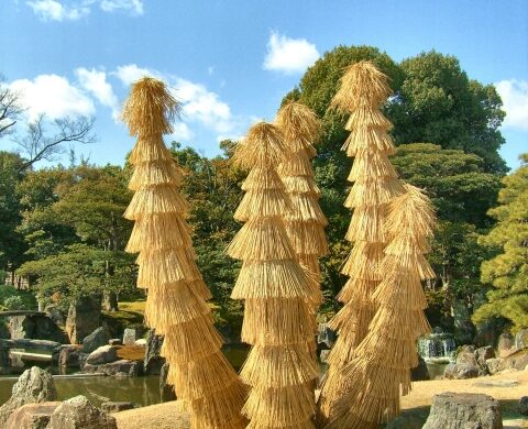 Traditional Komo-maki protecting pine trees at Nijo Castle in Kyoto