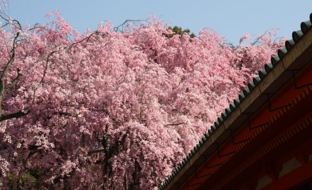 Weeping cherry blossoms at Heian Shrine in Kyoto during spring
