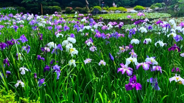 Colorful irises blooming in the Shinen Garden at Heian Shrine in Kyoto