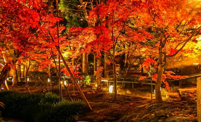 Illuminated autumn maple trees at Eikando Temple in Kyoto