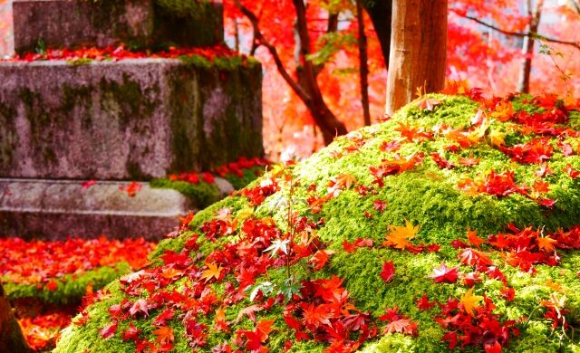Red maple leaves scattered across green moss at Eikando Temple in Kyoto